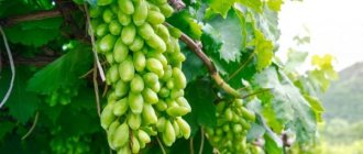 Characteristics of Dixon grapes