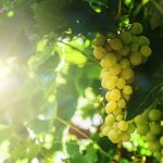 Характеристика винограда Супага