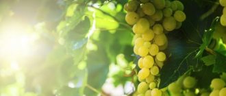 Characteristics of Supaga grapes