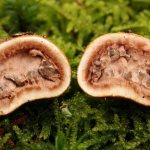 Characteristics of truffle mushroom photo