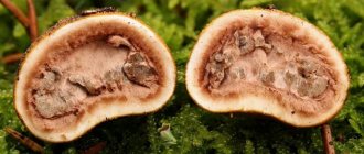 Characteristics of truffle mushroom photo