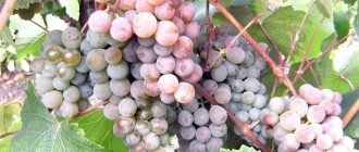 Characteristics and description of early grape varieties
