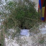 Hathiora salosa - a thornless cactus