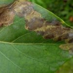 Chlorotic leaf spot of lilac