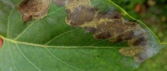 Хлоротическая листовая пятнистость сирени