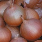 &#39;Cold-resistant onion variety &#39;Setton&#39;