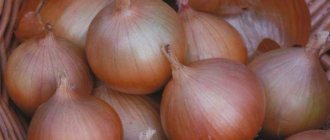 &#39;Cold-resistant onion variety &#39;Setton&#39;