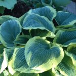 Hosta - planting, growing and care in open ground