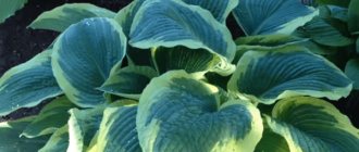 Hosta - planting, growing and care in open ground