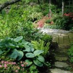 Hostas are quite popular plants that can often be found in the garden.