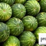 Storing watermelons - how to store watermelons