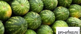 Storing watermelons - how to store watermelons