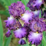 storage of irises