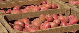 Storing potatoes in boxes