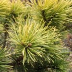 Mountain pine needles