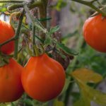&#39;Ideal for preservation and easy to care for tomato &quot;Japanese truffle&quot;: reviews, photos and secrets of growing&#39; width=&quot;800