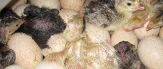 Turkey poults in the incubator