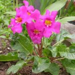 Incarvillea or garden gloxinia: planting and growing, care recommendations