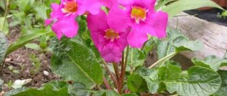 Incarvillea or garden gloxinia: planting and growing, care recommendations