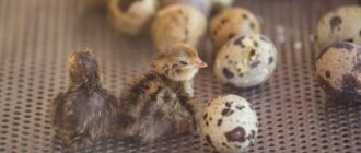 Incubation of quail eggs