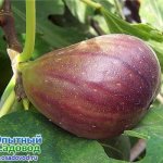 Figs in the Moscow region