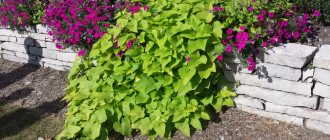 Morning glory sweet potato - what it is, varieties, growing conditions, planting and care features