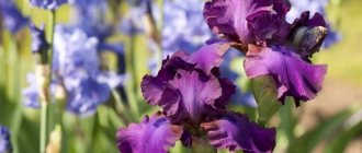 Irises in garden design
