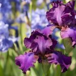 Irises in garden design