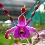 History of the orchid