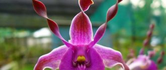 History of the orchid