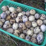 It’s easy to hatch young animals from hatching eggs yourself