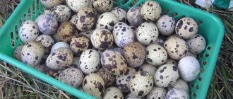 It’s easy to hatch young animals from hatching eggs yourself