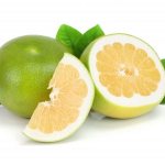 Famous citrus hybrids