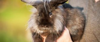 Iodine solution for rabbits