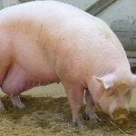 К размножению допускаются самые здоровые свиньи