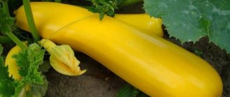 Zolotinka zucchini