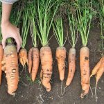 Как бороться с болезнями и вредителями моркови
