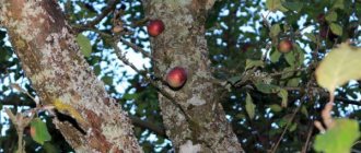How to deal with bark beetle on an apple tree - advice from gardeners