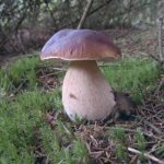 how fast does a mushroom grow