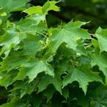 How fast does the maple tree grow? Norway maple: biological features 