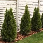 How quickly does thuja grow in a year?