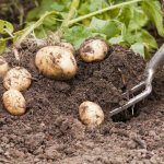Как быстро выкопать картошку