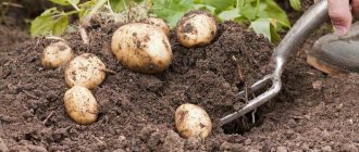 How to quickly dig up potatoes