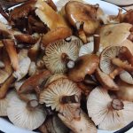 Как чистить и обрабатывать грибы опята после сбора?