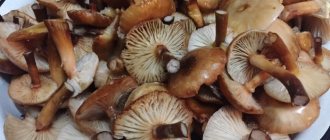 How to clean and process honey mushrooms after harvesting?