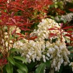 How pieris blooms In the photo, the variety Pieris Japonica Red Mill