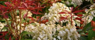 How pieris blooms In the photo, the variety Pieris Japonica Red Mill