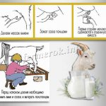 How to milk a goat correctly