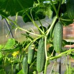 How to form cucumbers in a greenhouse step by step