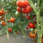 How to form tomatoes in a greenhouse